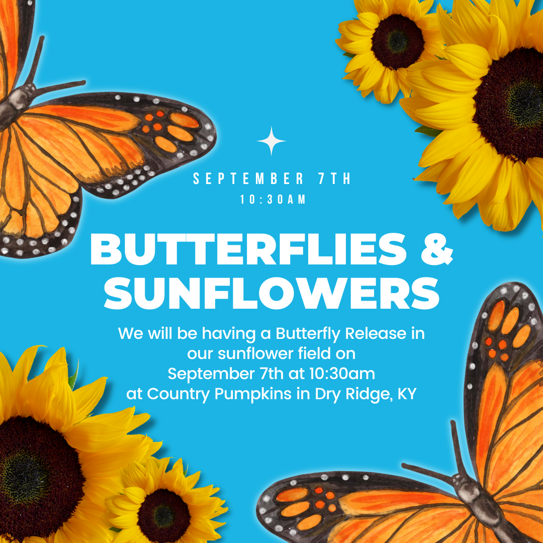 Butterfly Release in sunflower field at Country Pumpkins in Dry Ridge, KY.