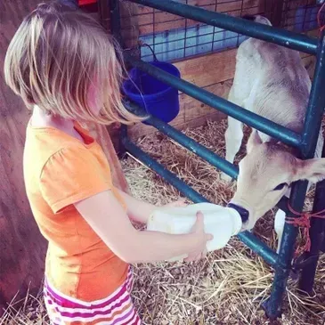 A Little Girl Feeding a Cow From a Bottle — Dry Ridge, KY — Country Pumpkins