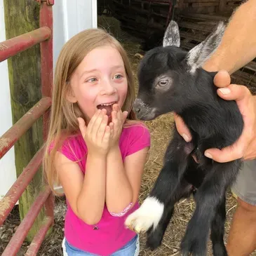 A Little Girl in a Pink Shirt Looking at a Black Goat — Dry Ridge, KY — Country Pumpkins