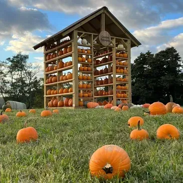 Pumpkin Ridge — Dry Ridge, KY — Country Pumpkins
