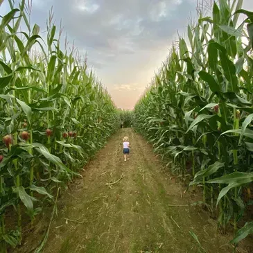 Corn Maze — Dry Ridge, KY — Country Pumpkins