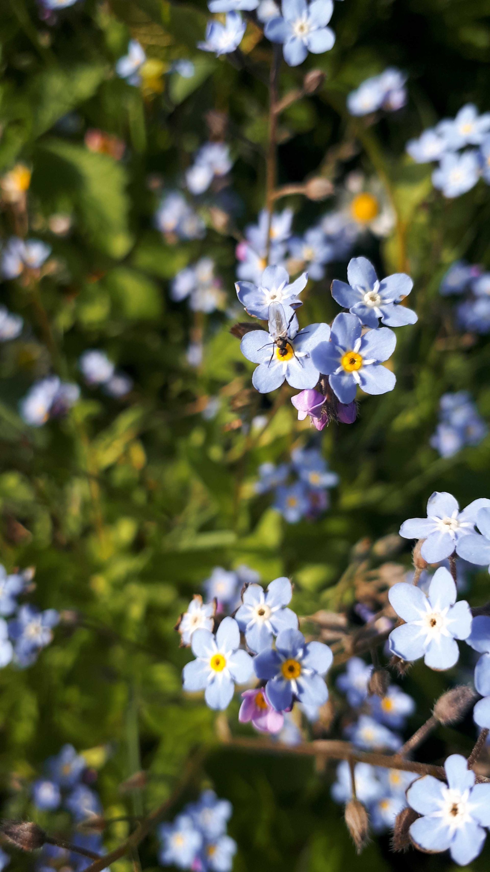 Büschel kleiner blauer Vergissmeinnichtblüten mit gelber Mitte, die vor grünem Laub wachsen.