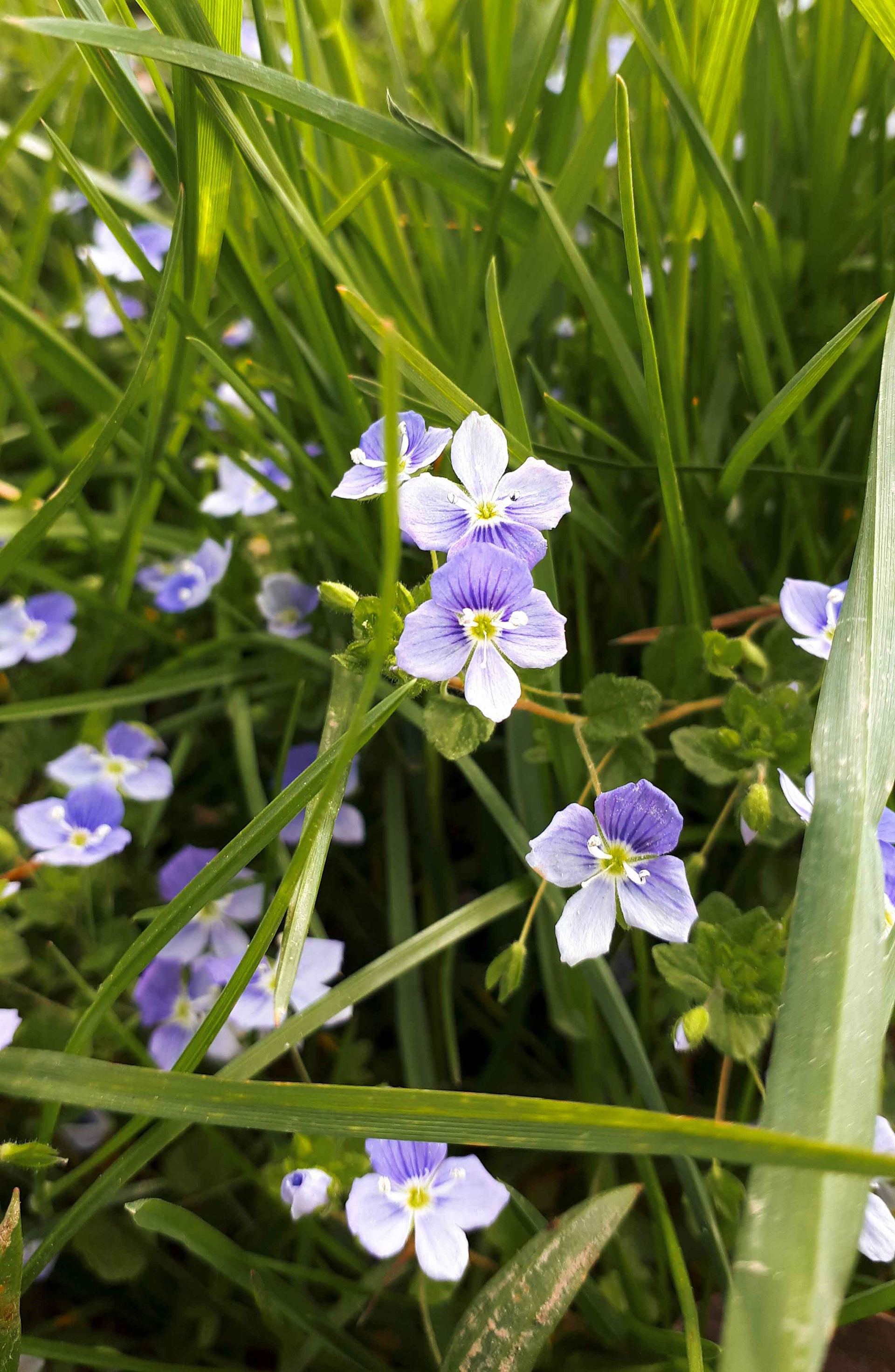 Blaue und weiße Wildblumen mit gelber Mitte blühen zwischen grünem Gras.