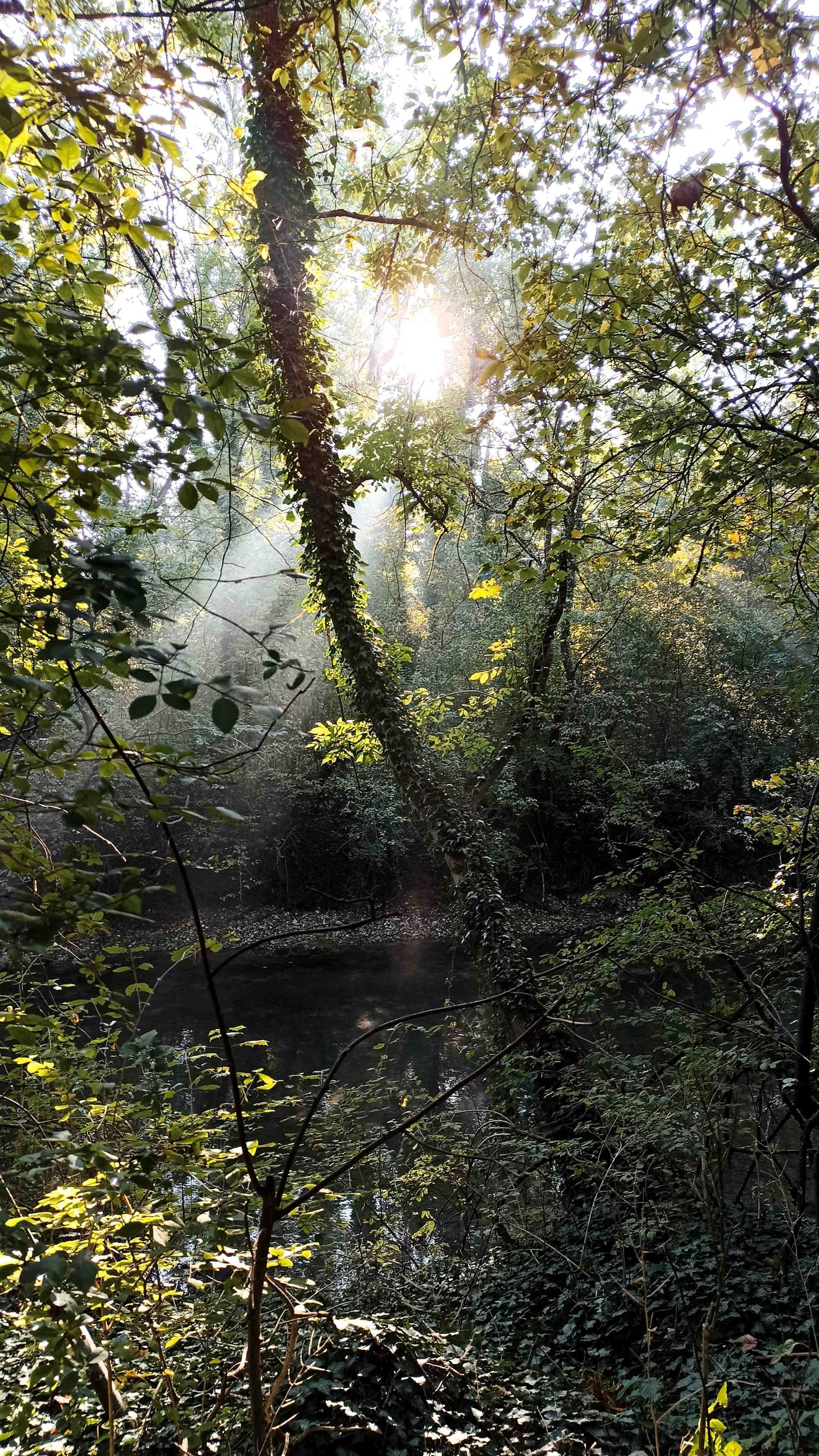 Sonnenlicht strömt durch Bäume über eine dunkle, reflektierende Wasserfläche.