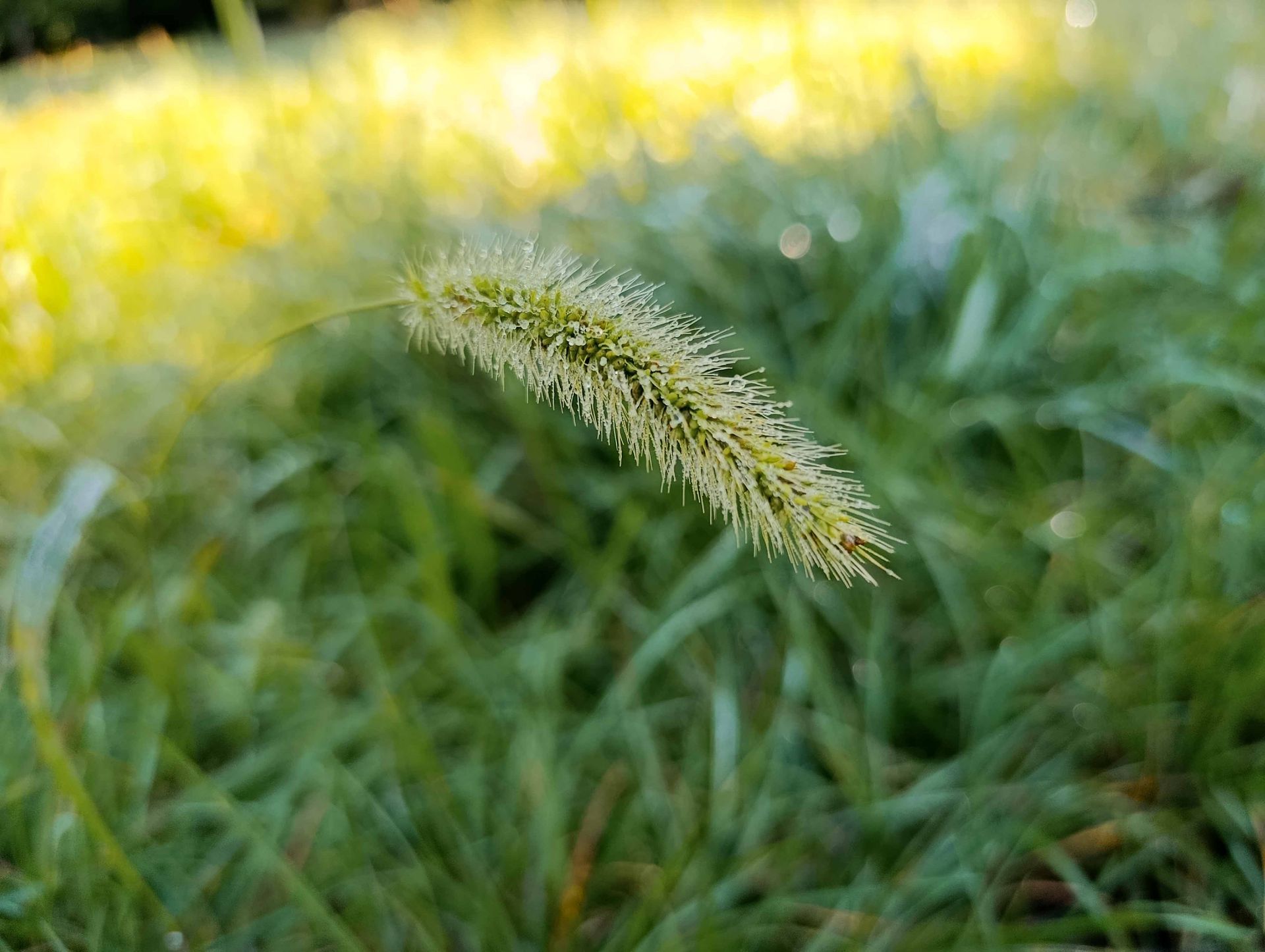 Grüner Fuchsschwanzgraskopf mit Tautropfen, verschwommener grüner Grashintergrund.