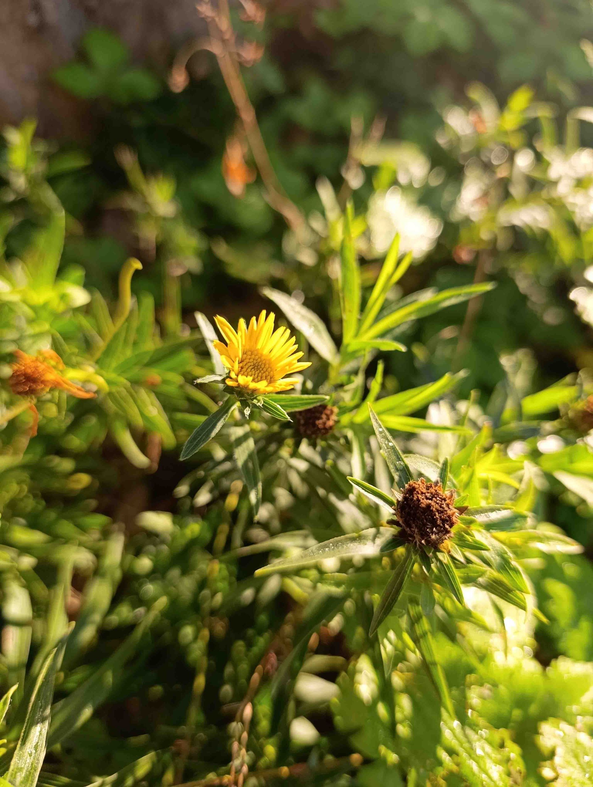 Gelbe Blume im Sonnenlicht, umgeben von grünem Laub.