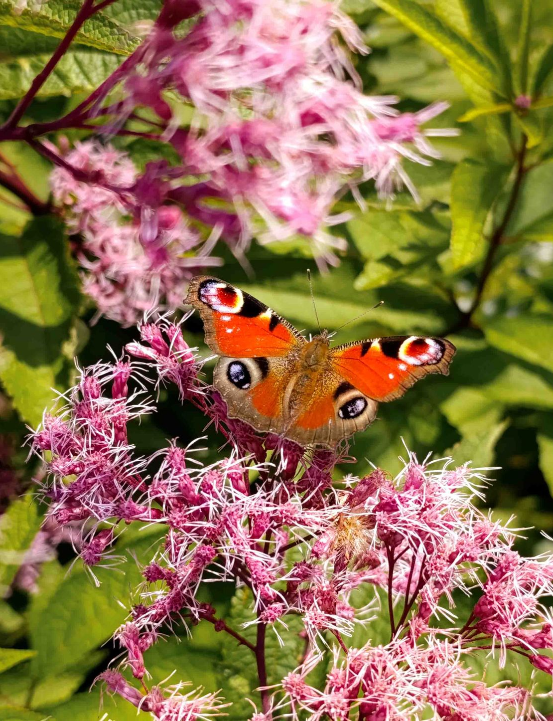 Schmetterling mit roten, schwarzen und blauen Markierungen sitzt auf rosa Blüten in einem sonnigen Garten.