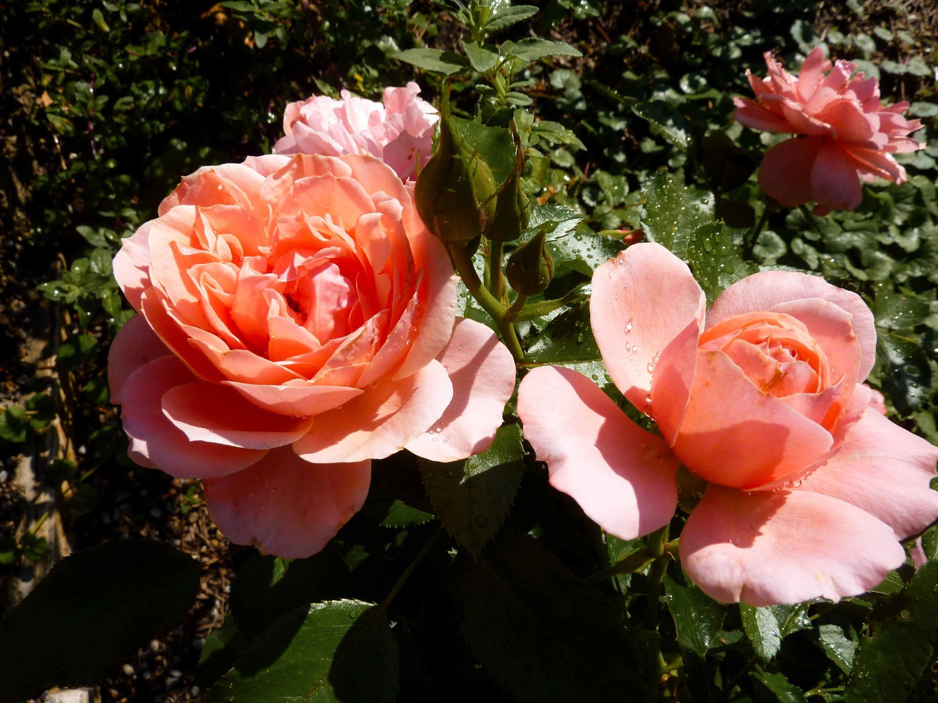 Pfirsichfarbene Rosen in voller Blüte vor grünem Laub in einer Gartenumgebung.