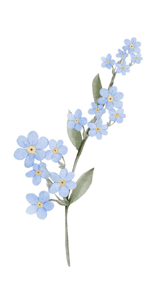 Zweig mit zarten blauen Vergissmeinnichtblüten mit gelber Mitte und grünen Blättern auf weißem Hintergrund.