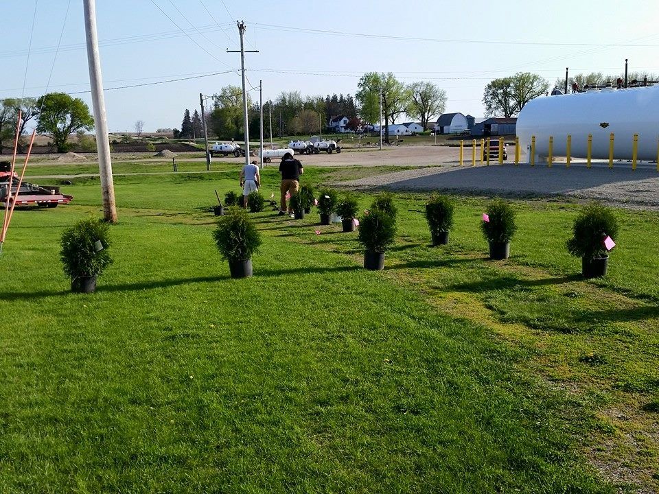 The Rustic Pines Tree Farm crew installing a windbreak of bushes