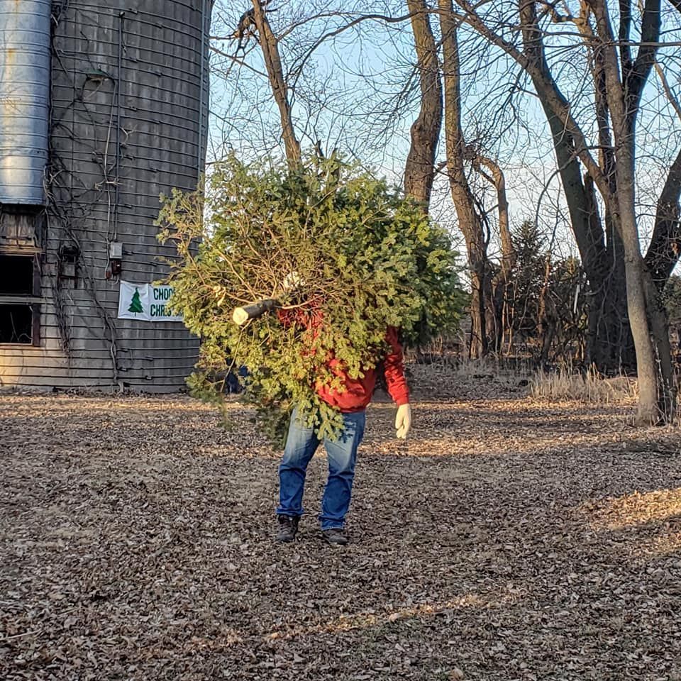 A man is carrying a Christmas tree on his shoulder coming in from the field of trees.