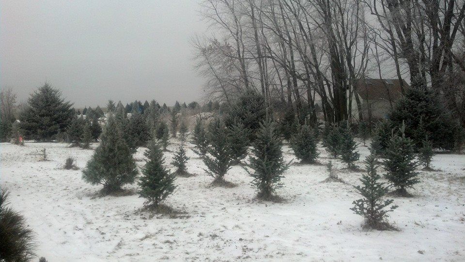 A row of Christmas trees in a snowy field.