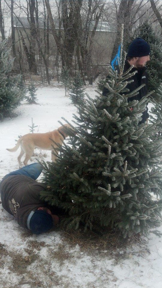 A man and a dog are cutting a Christmas tree in the snow.