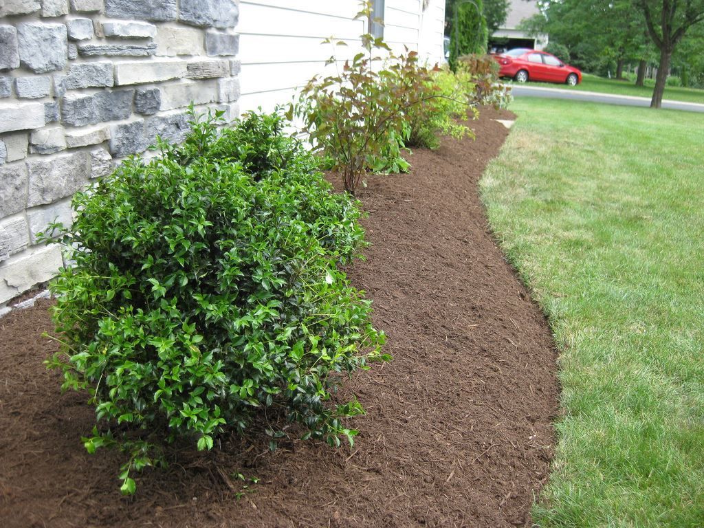 shrubs along a house that have been landscaped in.