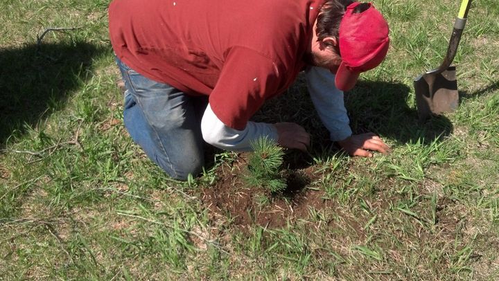 A man is kneeling down in the grass with a shovel planting a Christmas tree.