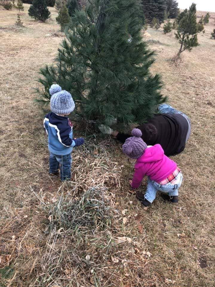 A man and two children are cutting a christmas tree in a field.