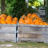pumpkins