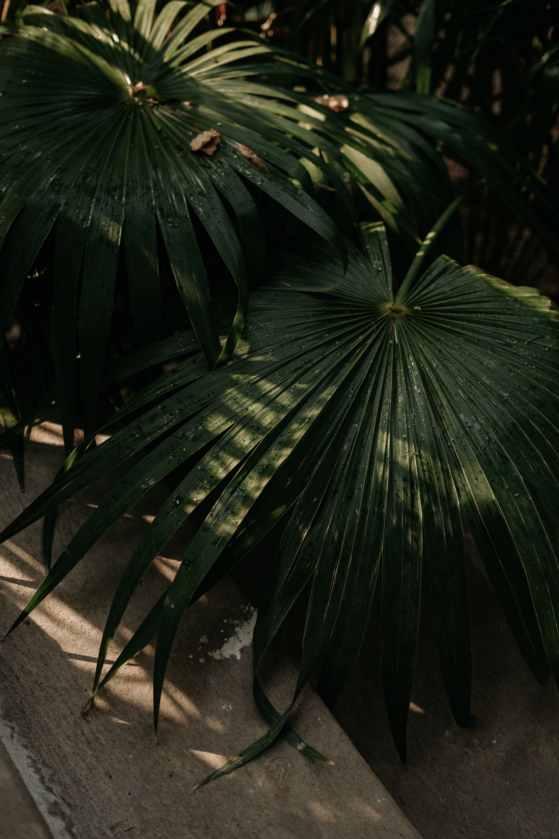 Un primer plano de una hoja de palmera con gotas de agua sobre ella.
