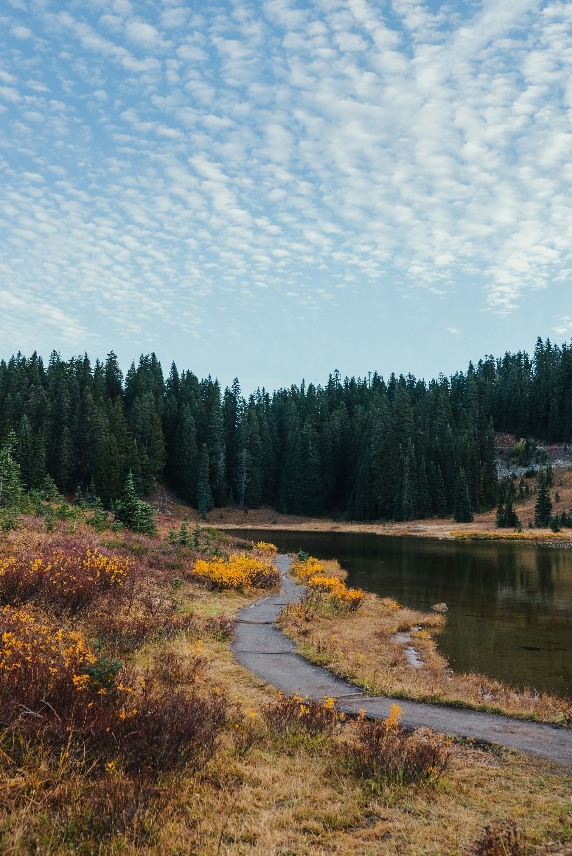 Winding path through a meadow with yellow flowers, leading to a lake, beneath a patterned blue sky and evergreen forest.