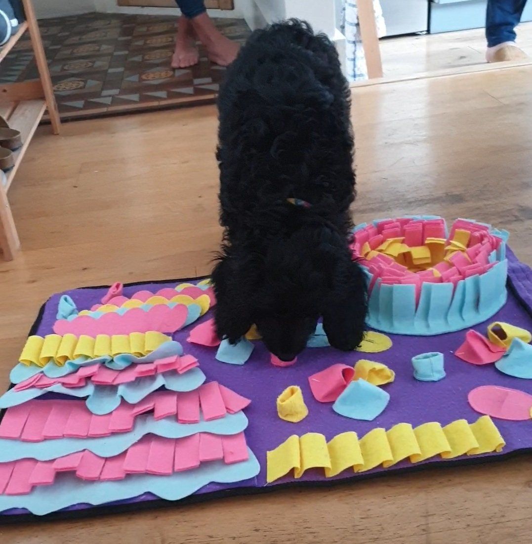 Fluffy larger puppy training their nose with a sniff mat
