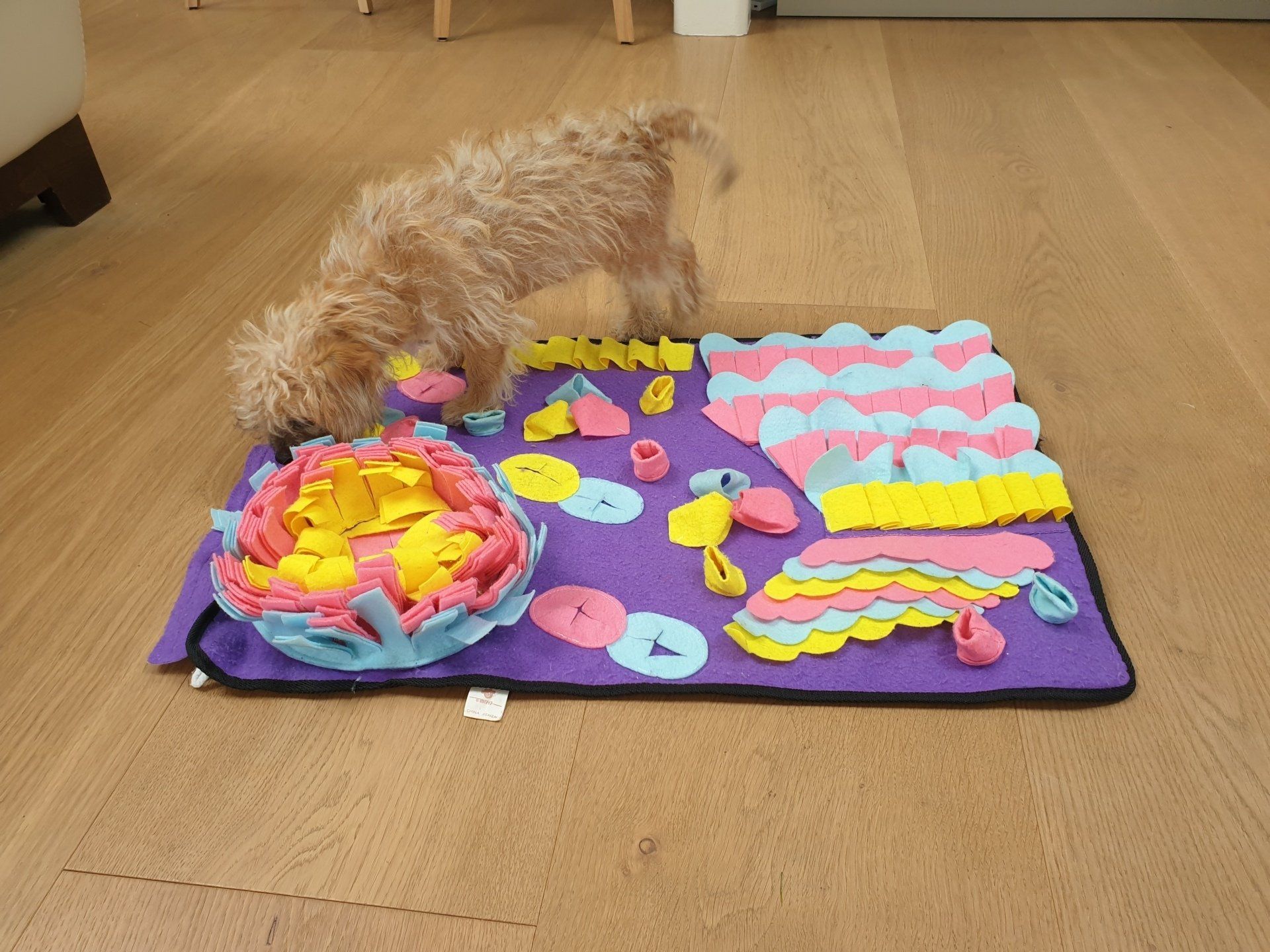 Small dog nosing through a dog sniff mat.
