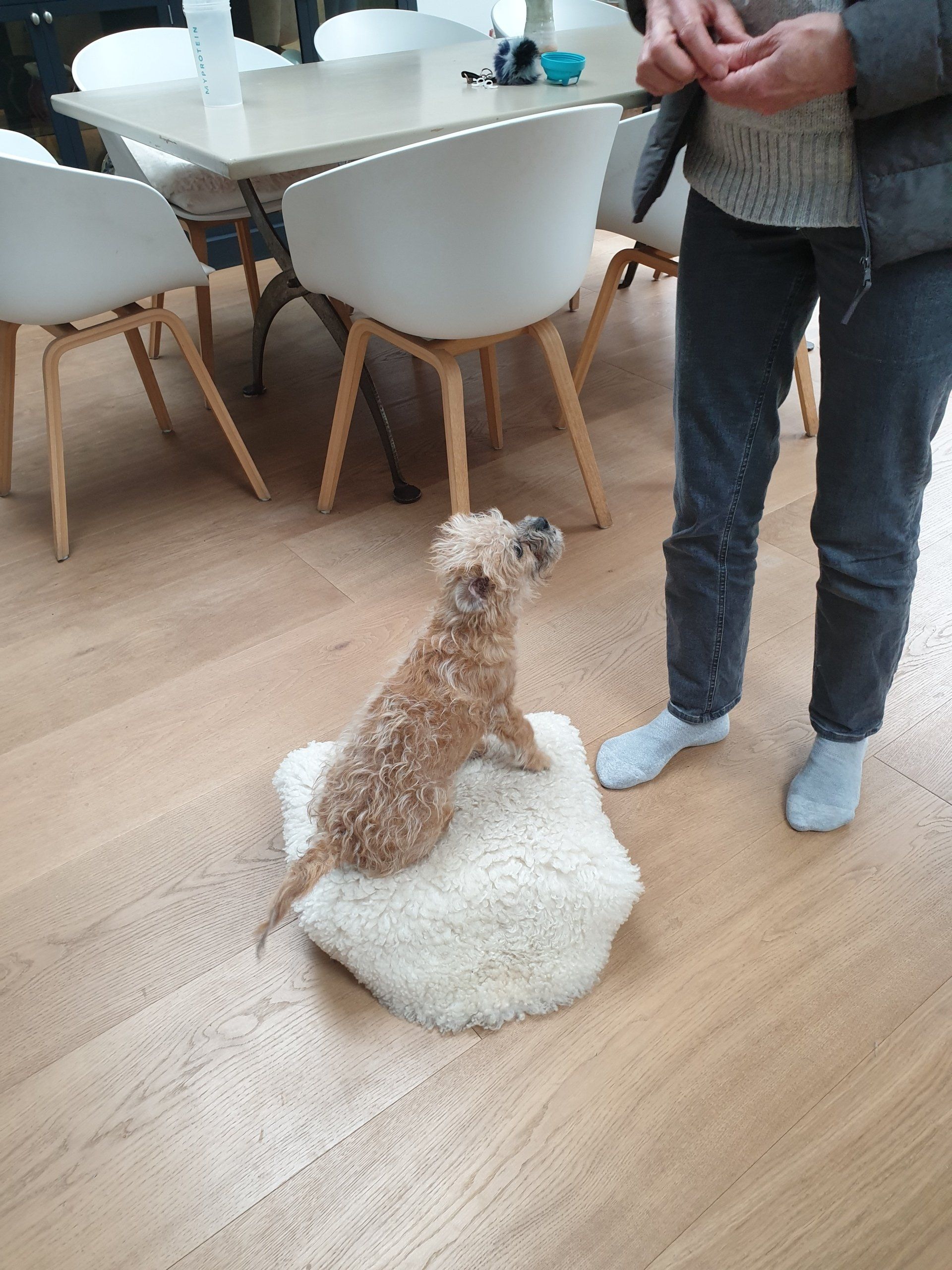 Dog sitting on a small fluffy cushion.