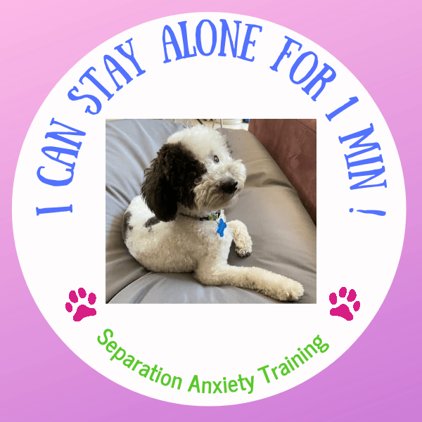 A well-groomed puppy perched comfortable on a sofa with the banner 'I can stay alone for 1 min.'