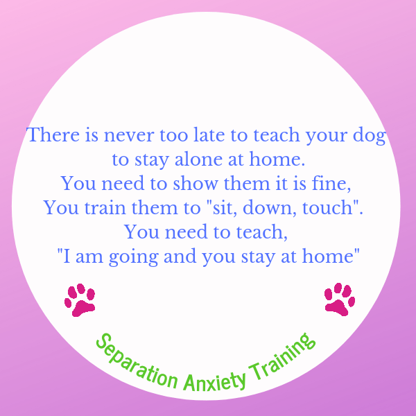 It is never too late to teach your dog to stay alone at home. You need to show them it is fine. You train them to 'sit, down, touch.' You need to teach, 'I am going and you stay at home.'