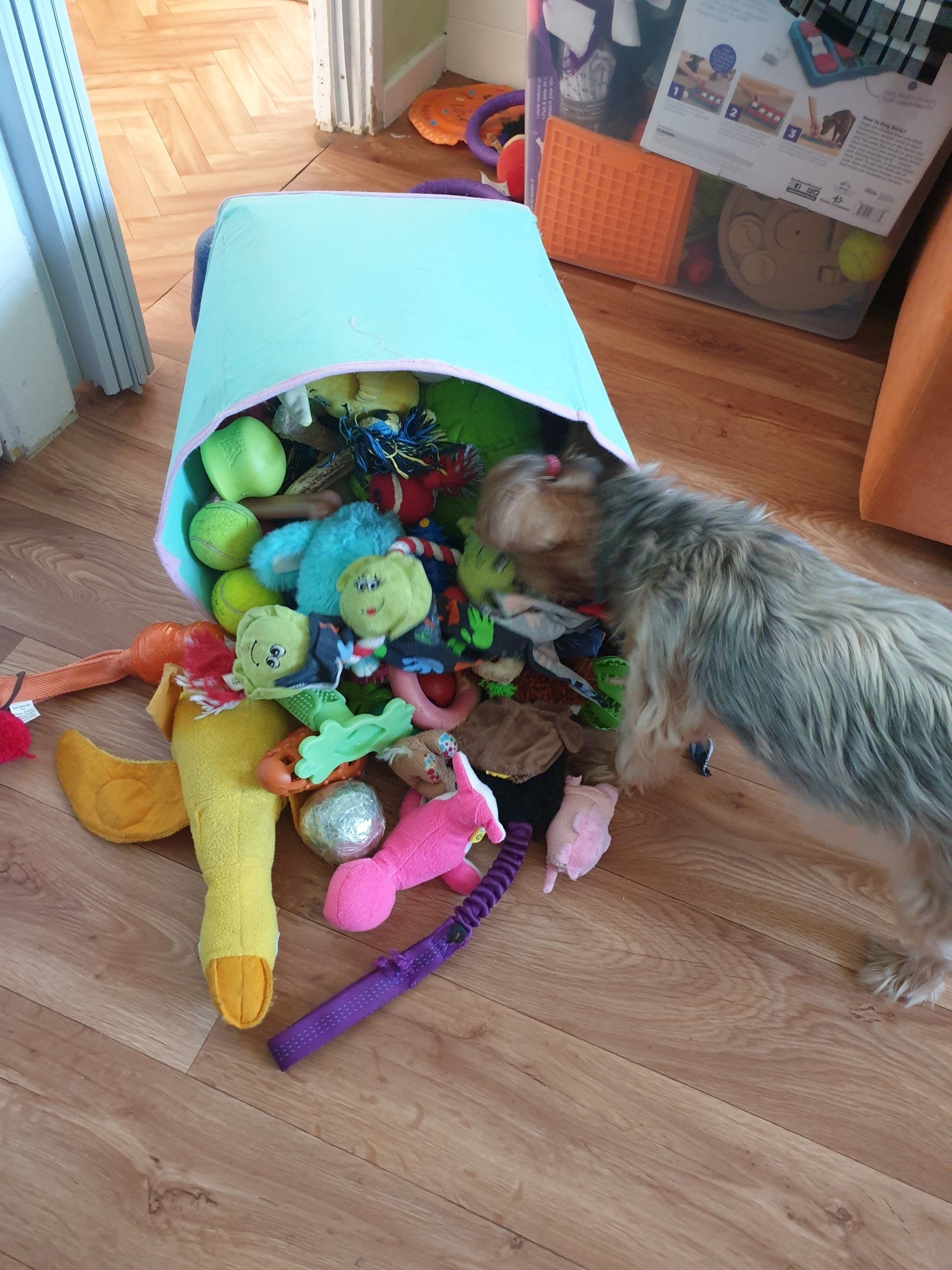A small dog digging through an upturned barrel of dog toys.