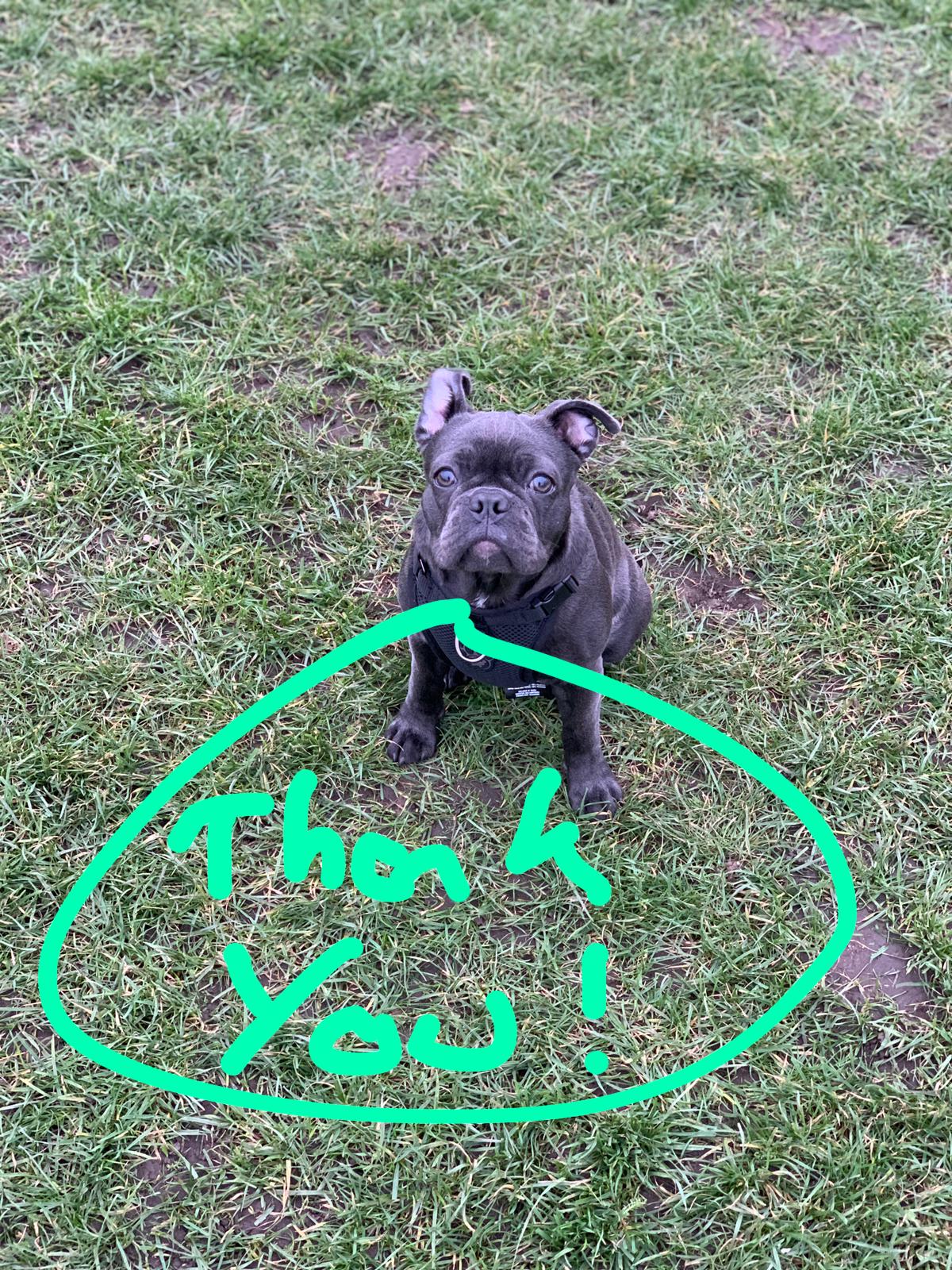 Little dog sat on a field with a hand-drawn speech bubble saying 'Thank you.'