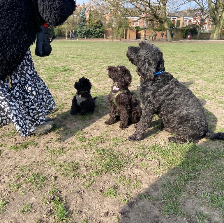 Three dogs in a row, each one bigger than the next, but all with very curly coats.