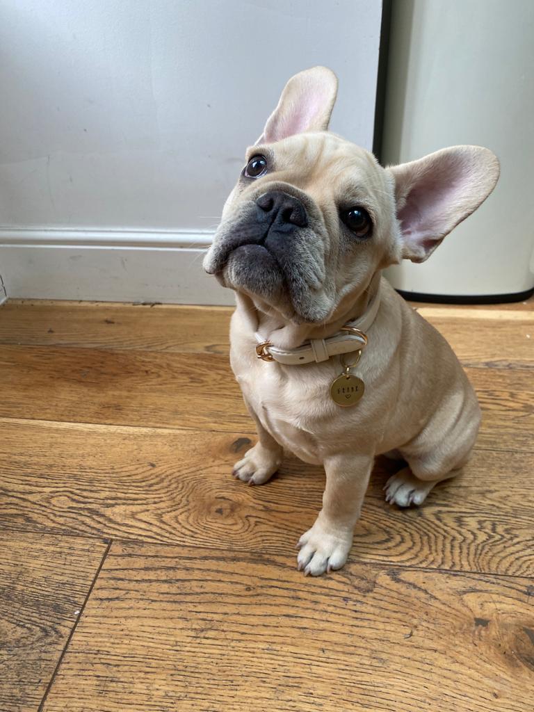 French bulldog peering up at the camera
