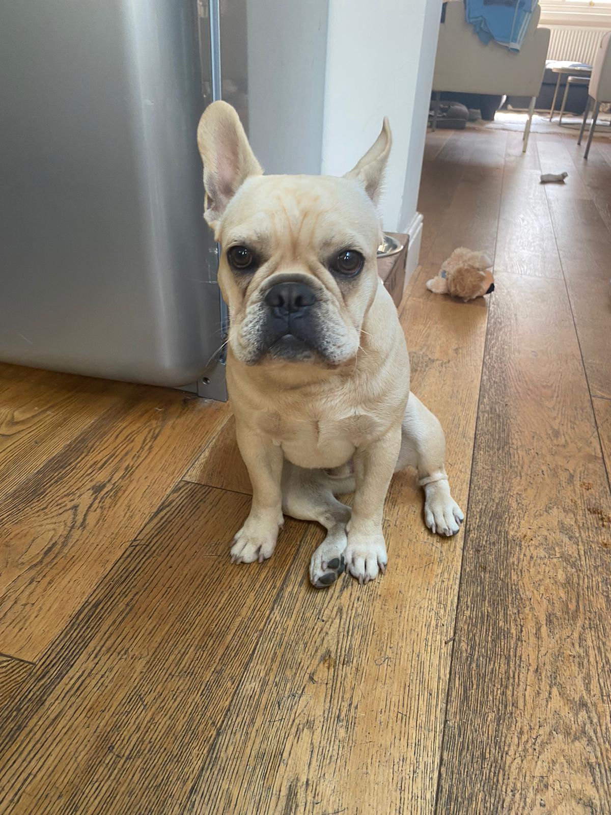 Small French bulldog puppy flopped over in front of a fridge.