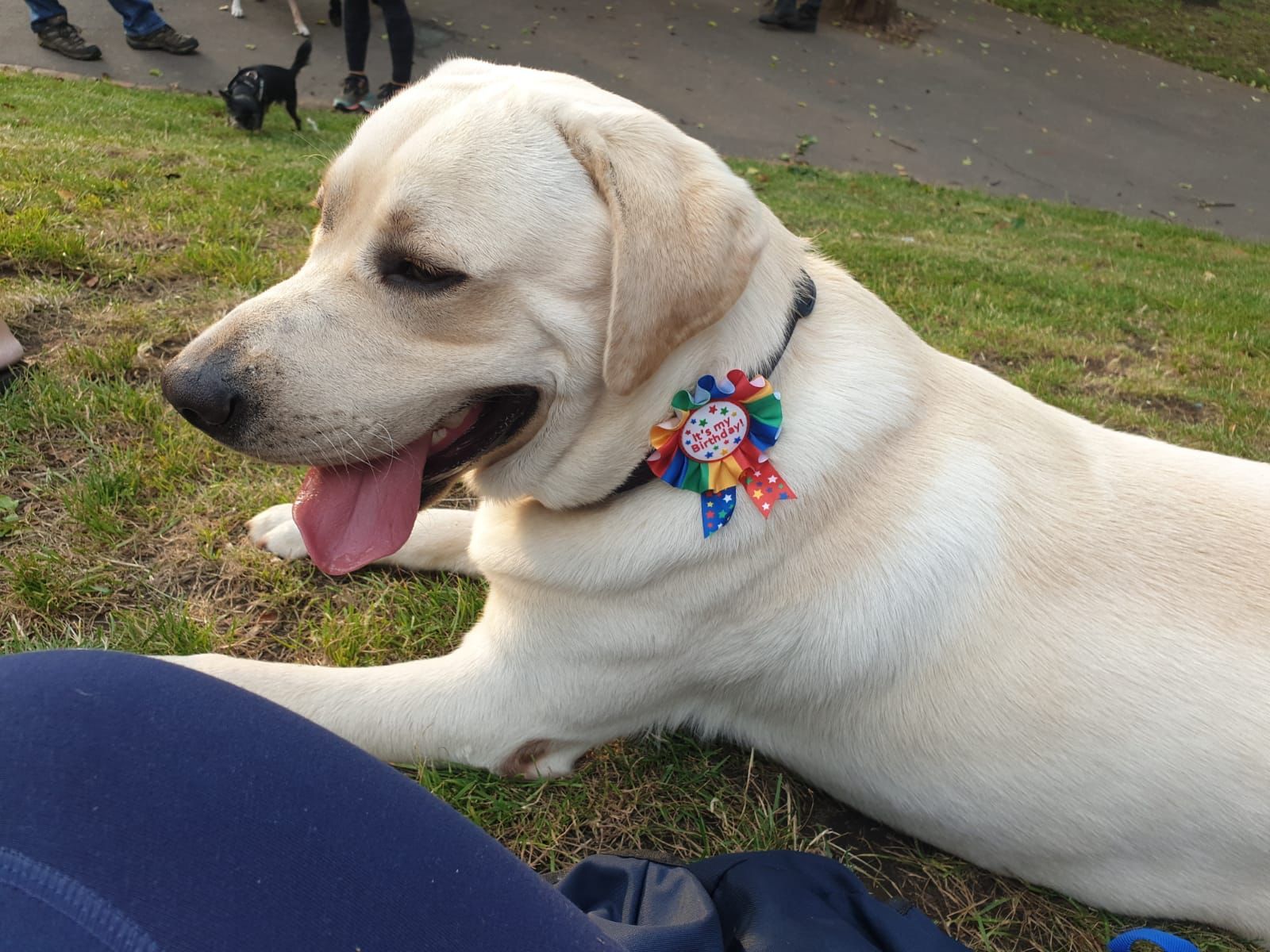 Golden Labrador lying on the grass, a rainbow rosette in their collar