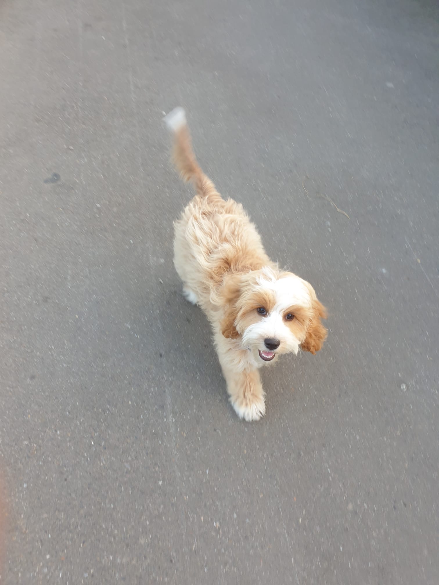 Fluffy dog out on a walk.