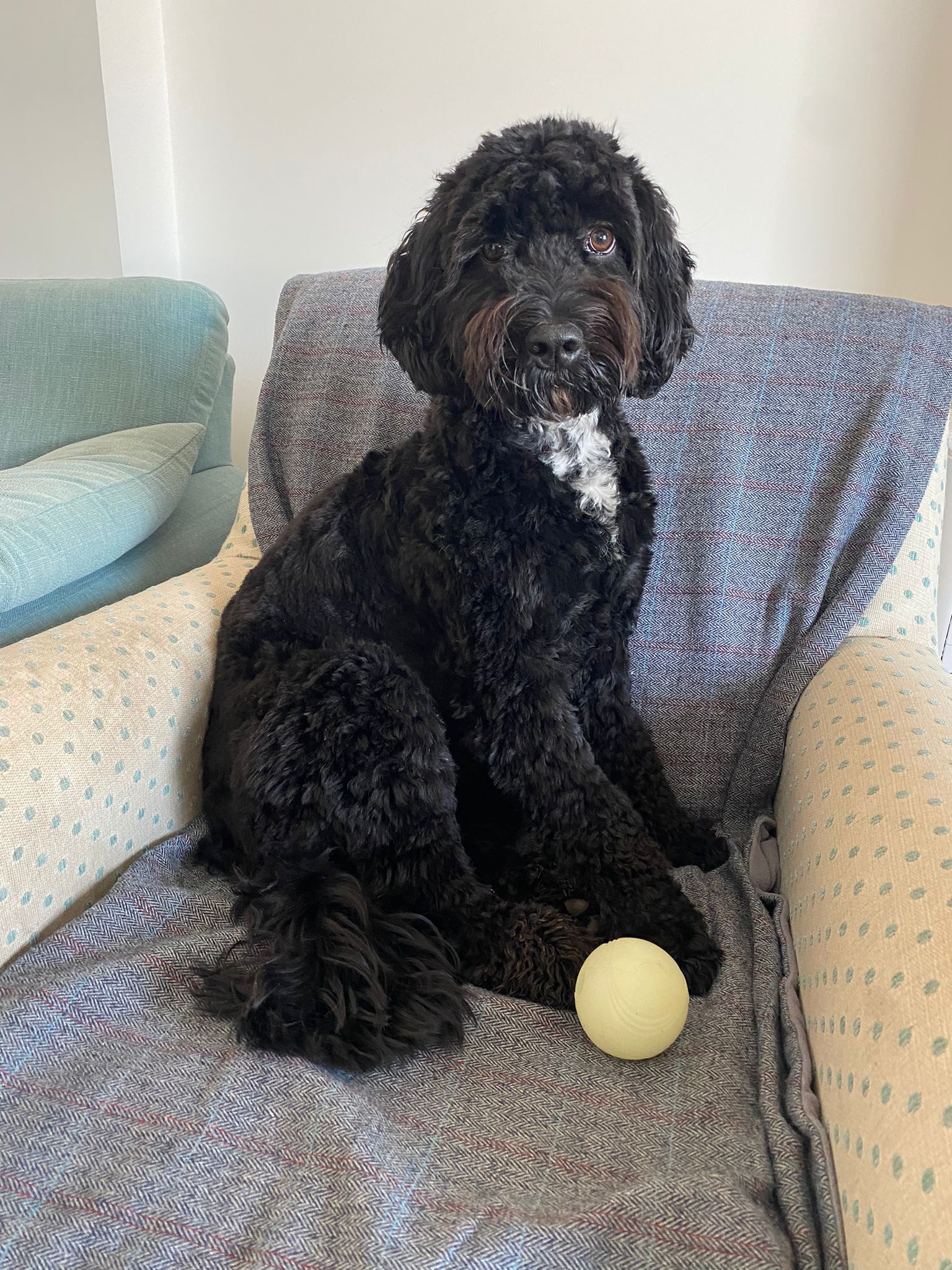 A well-groomed curly dog perched on a spotty chair with a little yellow ball by their paw.