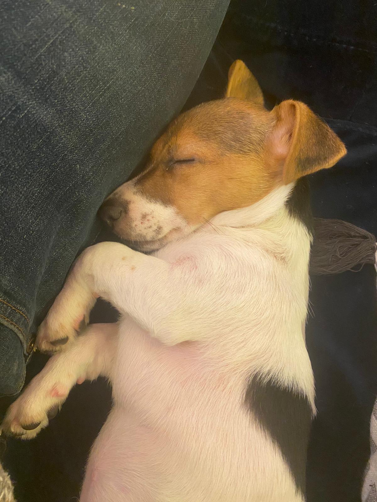 Adorable puppy sleeping against their human's jean-clad leg