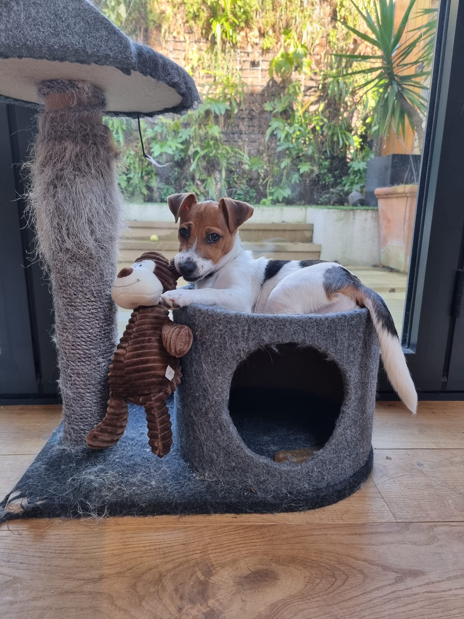 Puppy lying on a raised cat bed, dangling a little stuffed monkey toy from their mouth