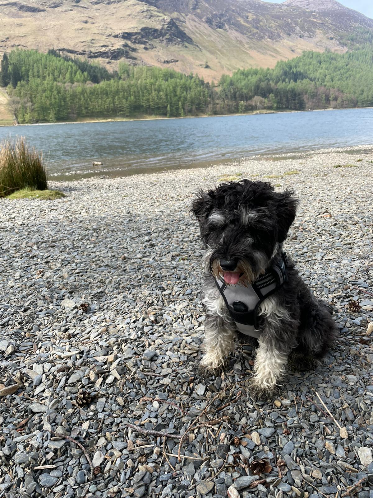 Teddy on the stony shore of a lake.