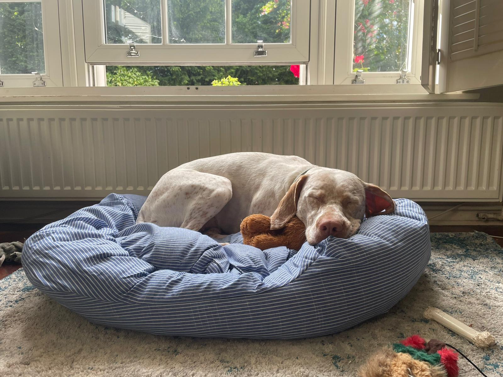 Bonnie curled up asleep on a big dog bed, her teddy being used as a pillow.