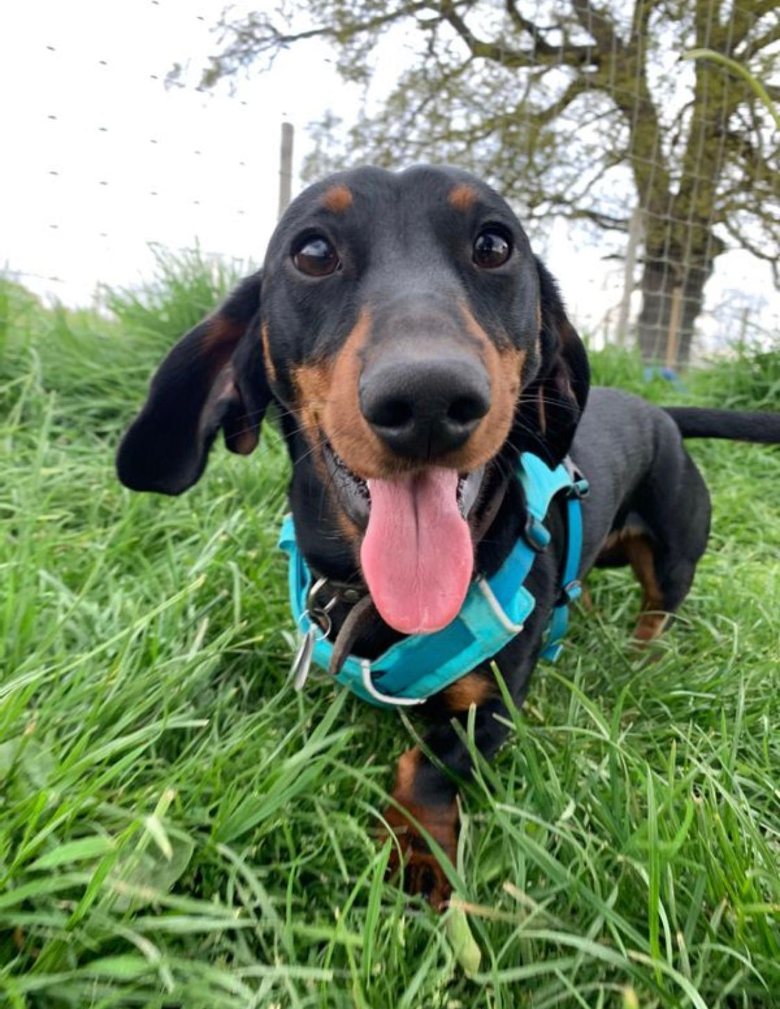 Stevie the Miniature Dachshund stood on a field with floppy ears and a lolling tongue.