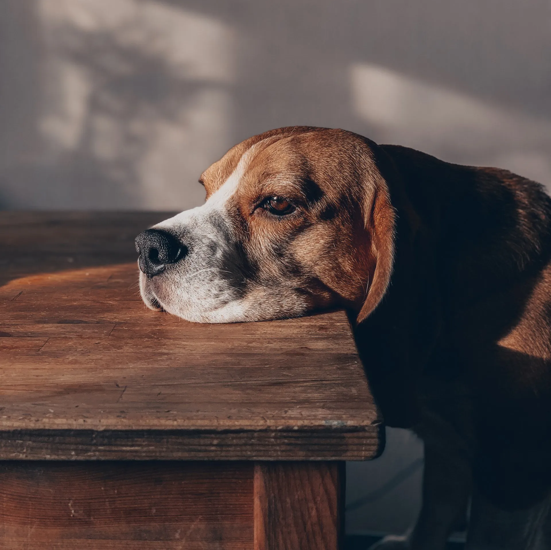 A wistful dog rests their head on a coffee table.