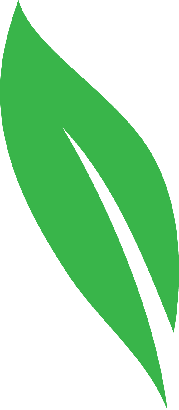 A green leaf with a white stripe on it on a white background.