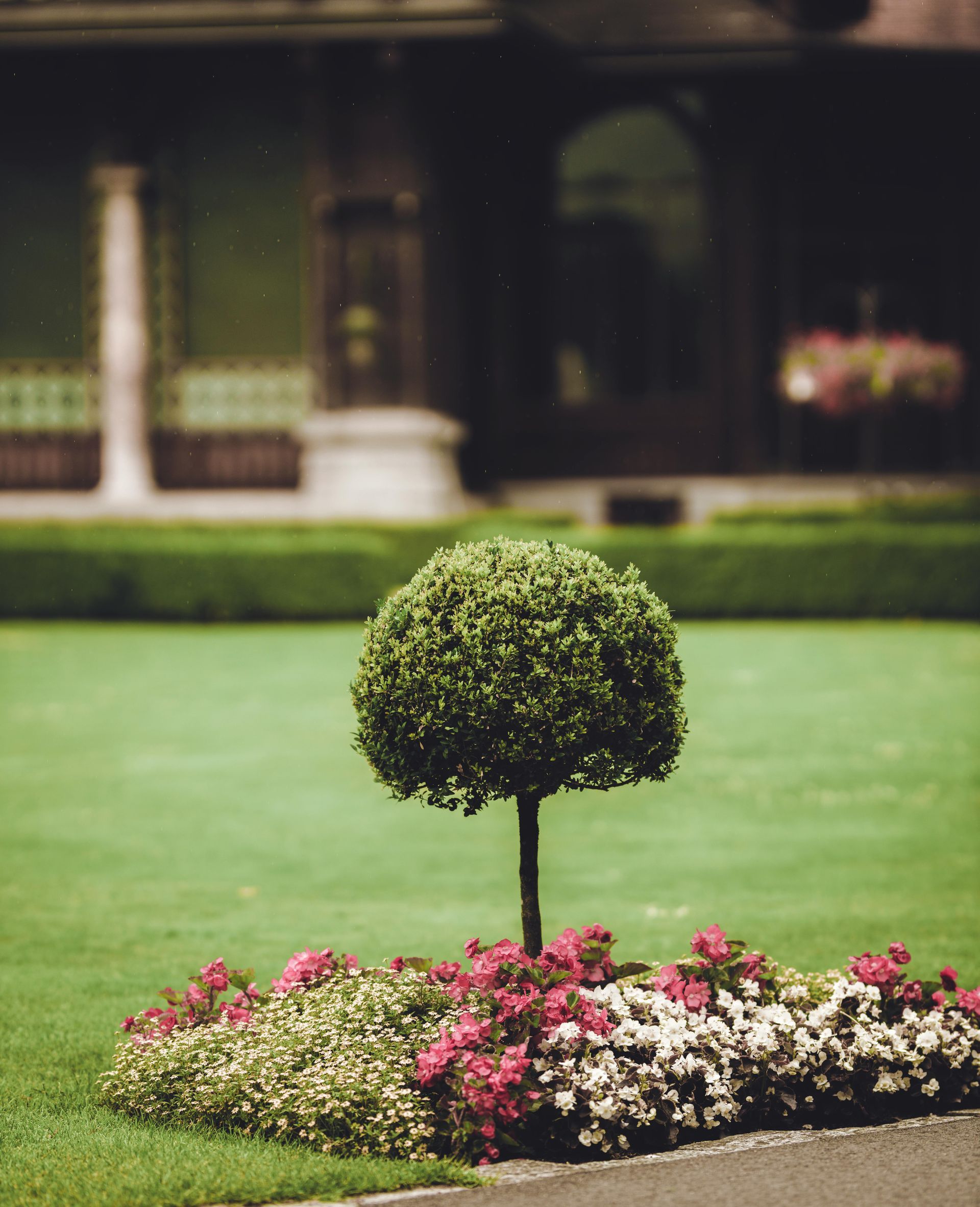 A small tree in a garden with flowers in front of a house.
