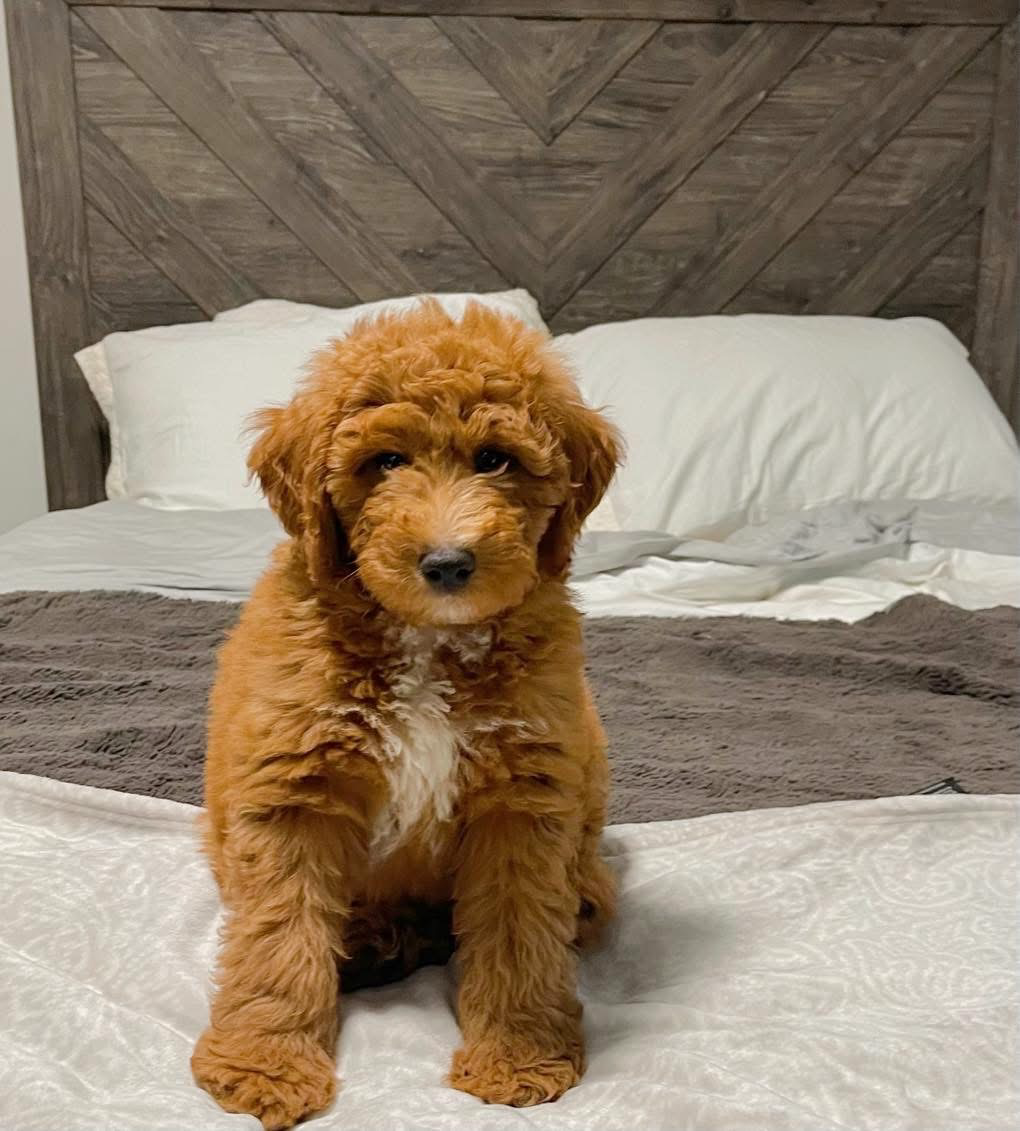 A brown puppy is sitting on a bed looking at the camera.