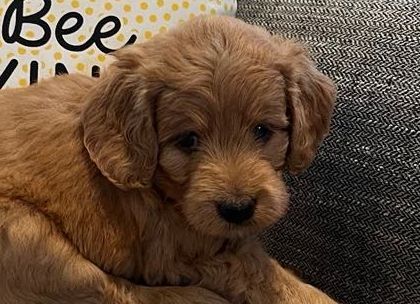 Female mini goldendoodle  laying in a basket on a pink blanket.