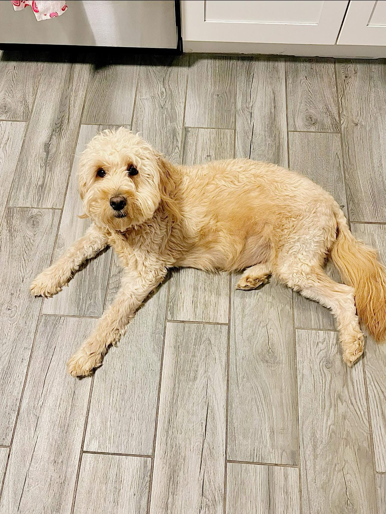 Expecting mama of mini goldendoodle puppies laying down