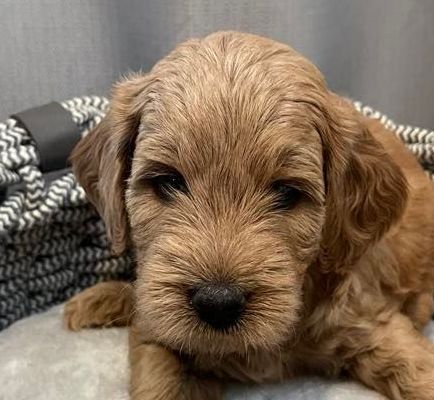 Female mini goldendoodle  laying in a basket on a pink blanket.