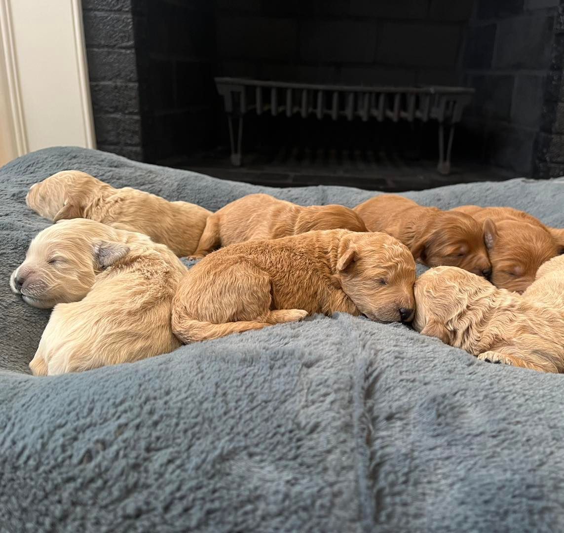 Goldendoodle puppies near me sleeping on a bed in front of a fireplace.