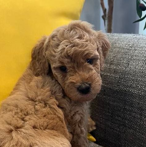 Female mini goldendoodle  laying in a basket on a pink blanket.